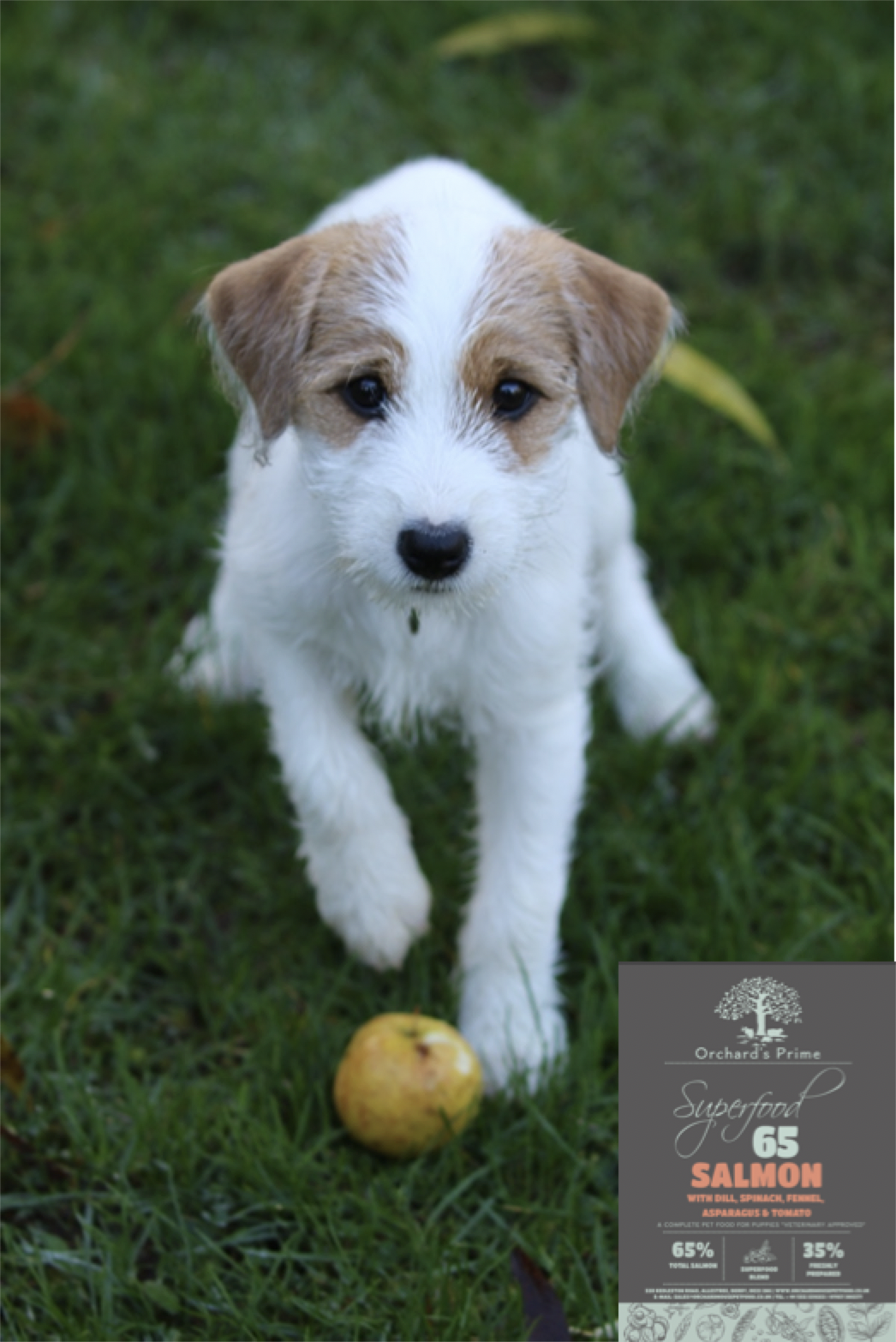 Three Reasons why Collagen is so Important for Puppies